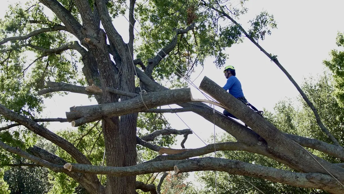 Professional Crown Thinning performed by certified arborists in Casar